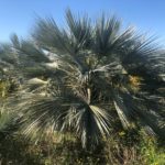 Brahea armata blaue Hesperidenpalme Premium Qualität Topf