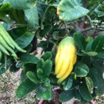 Citrus medica digitata (Citrus Buddhas Hand), Premium Qualität