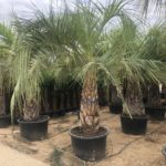 Butia Capitata Geleepalme Premium Qualität voll durchwurzelt