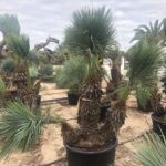 Chamaerops humilis cerifera Blaue Zwergpalme Gruppe Premium Qualität Topf