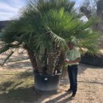 Chamaerops humilis Zwergpalme Gruppe Premium Qualität Gitter