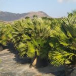 Chamaerops humilis vulcano Kompakte Zwergpalme Gruppe Premium Qualität Topf