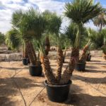 Chamaerops humilis Zwergpalme Gruppe Premium Qualität Topf