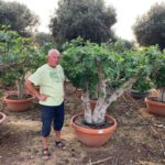 Ficus carica (Feigenbaum) (violetta) Bayernfeige, Premium Qualität