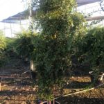 Citrus australasica Citrus Fingerlimette, Premium Qualität