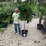 Citrus aurantiifolia (Mexikanische Limette) Limettenbaum Premium Qualität