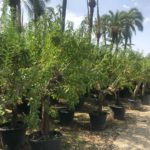 Mandelbaum marcona Almendros (Prunus dulcis) Premium Qualität