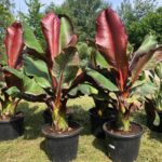 Ensete ventricosum maurelli , Rote Zierbanane
