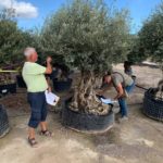 Olea Europaea hojiblanca (Olivenbaum) Bonsai im Gitter Winterhart
