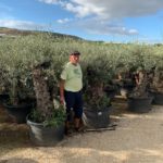 Olea Europaea hojiblanca (Olivenbaum) als Bonsai im Topf  Winterhart