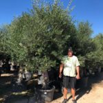 Olea Europaea Arbequina  (Olivenbaum) Hochstamm 190-280cm Winterhart