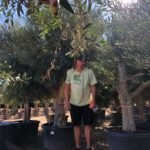 Olea Europaea koroneiki (Griechische Olive) Rarität im Topf