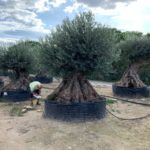 Olea Europaea Lechin (Rarität) im Gitter