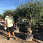 Olea Europaea Lechin (Rarität) im Topf