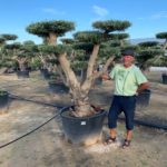 Olea Europaea hojiblanca (Olivenbaum) Plato/Bola(Ball) im Topf