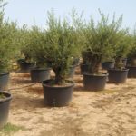 Olea Europaea hojiblanca (Olivenbaum) als Bonsai im flachen Topf Winterhart