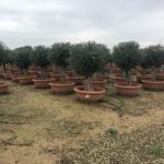 Olea Europaea Picual (Olivenbaum) als Bonsai Stammumfang in Schale Winterhart