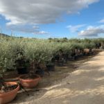 Olea Europaea hojiblanca (Olivenbaum) als Bonsai in Schale Winterhart