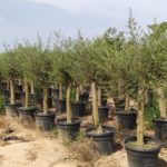 Olea Europaea Picual (Olivenbaum) als Bonsai Stammumfang im Topf  Winterhart