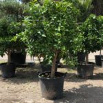 Citrus Sinensis Orangenbaum, Premium Qualität