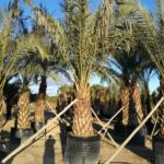 Phoenix dactylifera Echte Dattelpalme Premium Qualität voll durchwurzelt Gitter