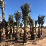 Phoenix dactylifera Echte Dattelpalme Premium Qualität voll durchwurzelt Topf