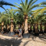 Phoenix canarensis Kanarische Dattelpalme Premium Qualität im Gitter, voll durchwurzelt