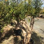 Punica Granatum, Granatapfel Premium Qualität