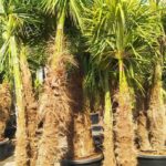 Hanfpalme Trachycarpus Fortunei Doppelstamm Premium Qualität im Topf durchwurzelt