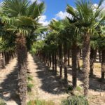 Hanfpalme Trachycarpus Fortunei im Wurzelballen Winterhart