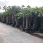 Hanfpalme Trachycarpus Fortunei Premium Qualität im Topf durchwurzelt