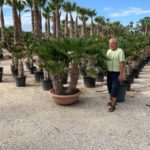 Trachycarpus wagnerianus Premium Qualität Winterhart voll durchwurzelt