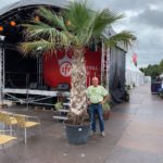 Washingtonia filifera, (fädrige Washingtonia), rarität  Premium Qualität Topf durchwurzelt