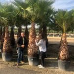 Washingtonia robusta, Petticoat- Palme,  Premium Qualität Topf durchwurzelt