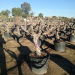 Vitis vinifera Moscatel Weinrebe Dunkle Traube Premium Qualität