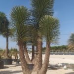 Yucca filifera, Spanische/Premium Qualität Topf durchwurzelt