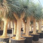 Yucca rostrata (Blue Swan) Palmlilie, Spanische/Premium Qualität Topf durchwurzelt