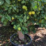 Citrus Limon Zitronenbaum, Premium Qualität