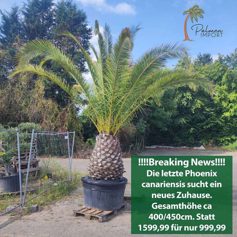 Phoenix-canariensis